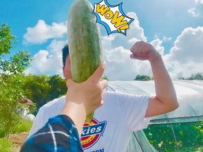 七夕网红吃瓜,揭秘娱乐圈背后的秘密