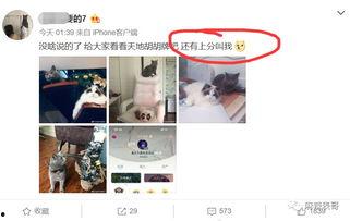 吃瓜网红出轨被爆料,网红出轨风波引爆网络热议