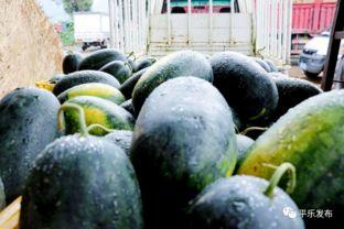 吃瓜网源,网络舆论场中的“瓜田”风云