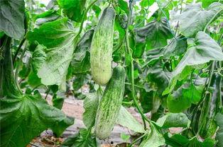 有过吃瓜的网红