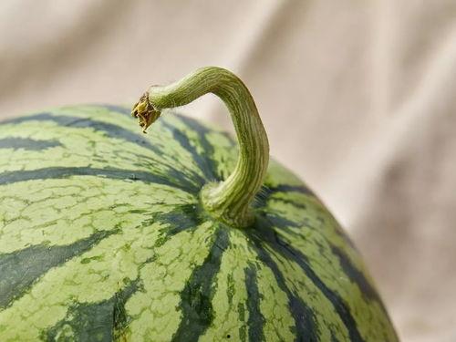 网红上海败家仔吃瓜,一场奢华与争议的碰撞