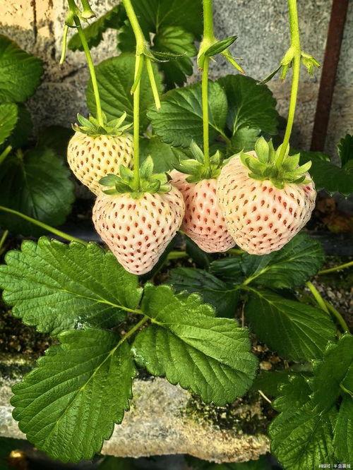 庄河卖草莓网红吃瓜,一场甜蜜的田园之旅