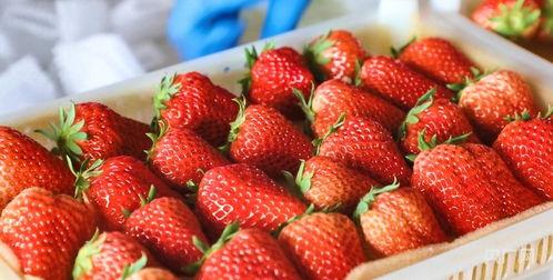 庄河卖草莓网红吃瓜,一场甜蜜的田园之旅