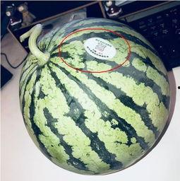 网红吃瓜什么意思,揭秘网红吃瓜背后的娱乐真相